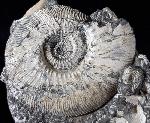 Kosmoceras (Gulielmiceras) jason (REINECKE 1847) - Bild © FossNet FossilienStore